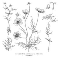 Cosmos flower Hand Drawn Sketch Botanical Elements Illustrations decorative set vector