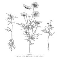 Cosmos flower Hand Drawn Sketch Botanical Elements Illustrations decorative set vector