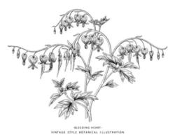 Branch of Bleeding Heart with flower Seed and pod Hand Drawn Sketch Botanical Illustrations vector