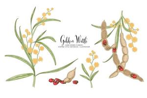 Branch of Golden Wattle or acacia pycnantha with Flowers Leaves and Pods Hand Drawn Botanical Illustrations decorative set vector