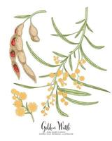 Branch of Golden Wattle or acacia pycnantha with Flowers Leaves and Pods Hand Drawn Botanical Illustrations decorative set vector