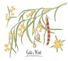 Branch of Golden Wattle or acacia pycnantha with Flowers Leaves and Pods Hand Drawn Botanical Illustrations decorative set vector