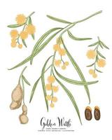 Branch of Golden Wattle or acacia pycnantha with Flowers Leaves and Pods Hand Drawn Botanical Illustrations decorative set vector