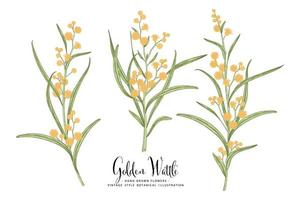 Branch of Golden Wattle or acacia pycnantha with flowers and leaves Hand Drawn Botanical Illustrations decorative set vector