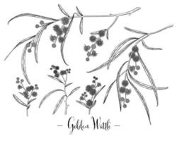 Golden Wattle or acacia pycnantha Hand Drawn sketch vector decorative set