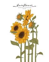 Sunflower Highly detailed line art Hand Drawn Sketch Botanical Illustrations