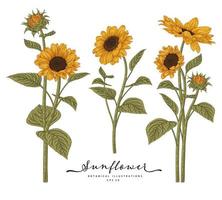 Sunflower Highly detailed line art Hand Drawn Sketch Elements Botanical Illustrations decorative set vector