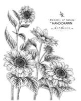 girasol muy detallado boceto dibujado a mano ilustraciones botánicas vector