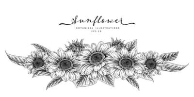 Sunflower Highy Detailed Hand Drawn Sketch Decorative Element vector