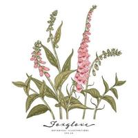 Pink Foxglove flowers Hand Drawn Botanical Illustrations vector