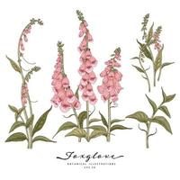 Pink Foxglove flowers Hand Drawn Elements Botanical Illustrations Decorative Set vector