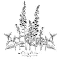 Foxglove flower Hand Drawn Sketch Botanical Illustrations vector