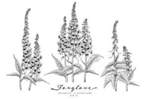 Foxglove flower Hand Drawn Sketch Elements Botanical Illustrations decorative set vector