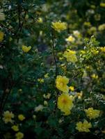 Yellow flowers in garden photo