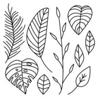 Botanical leaves set Collection of tropical plants vector