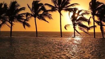 Tropical palm trees sway in wind at sunset video