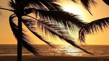 Tropical palm trees sway in wind at sunset video