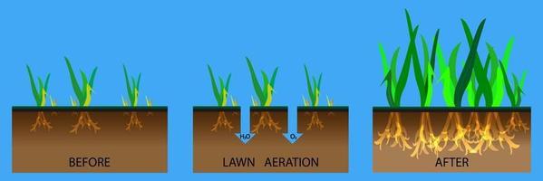 Lawn aeration stage illustration vector