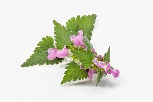 Nettle branch with leaves and flowers isolated on white background Urtica dioica photo