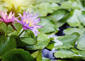 flores de loto violeta y rosa con hojas verdes en el estanque