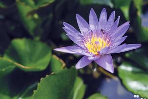 flor de loto violeta con hojas verdes en el estanque foto