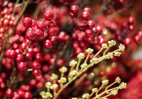 Christmas decoration ilex verticillata or winterberry holly