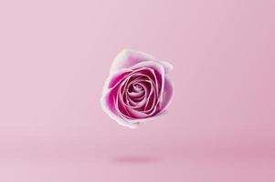 Pink Rose flower on pink background minimal style