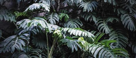 filodendro en el jardín fondo de hojas tropicales