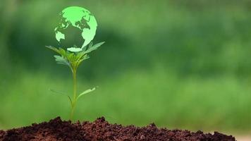 piccolo albero con l'ologramma della terra video