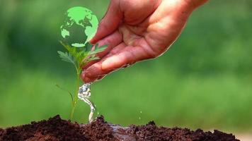 petit arbre avec l'hologramme de la terre video