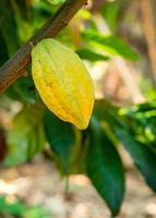 Cacao tree with cacao pods in a organic farm photo