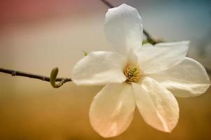 Flower of white magnolia up close photo