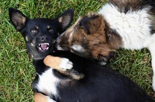 perro y cachorro jugando en el verano en la hierba