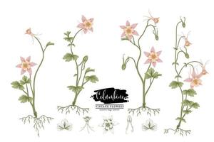 Pink Columbine flower Vintage Hand Drawn Elements Botanical Illustrations Decorative set vector