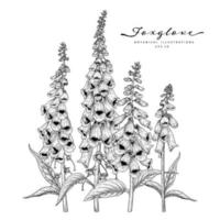 Foxglove flower Hand Drawn Sketch Botanical Illustrations vector