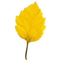 Realistic Alder Tree Leaf in Changing Fall Colors vector
