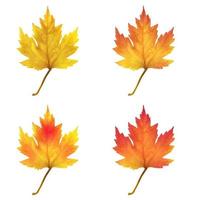 Realistic maple leaves isolated on white background vector