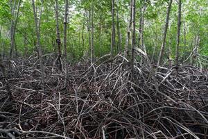 paisaje de bosque de manglar en país tropical foto