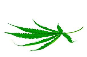 medicinal plant cannabis leaf photo