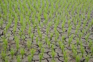 Rice seedlings in paddy field growing racked and dry soil in arid areas landscape photo