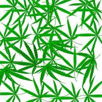 planta medicinal hoja de cannabis foto