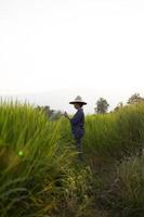 La agricultora con una tableta digital mientras se encuentra en las plántulas de arroz verde en un campo de arroz con un hermoso cielo y nubes