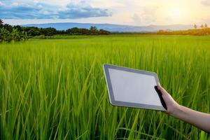Mujer agricultor mano sujetando la tableta mientras que en las plántulas de arroz verde en un campo de arroz con un hermoso cielo y nubes
