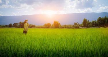 mujer agricultora mirando plántulas de arroz verde