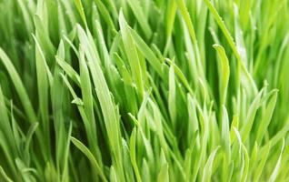 Green grass on green background photo