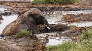 An elephant lying in  muddy water having bath
