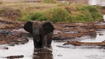 An elephant baby standing alone in muddy water looking straight photo