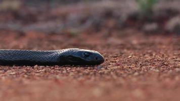 Cabeza de una serpiente mumba negra tumbada en el suelo del desierto foto
