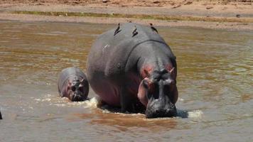 A mother rhinoceros with her baby rhinoceros walking in water photo