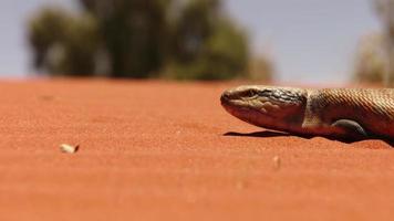 A skink lizard lying on desert  floor photo